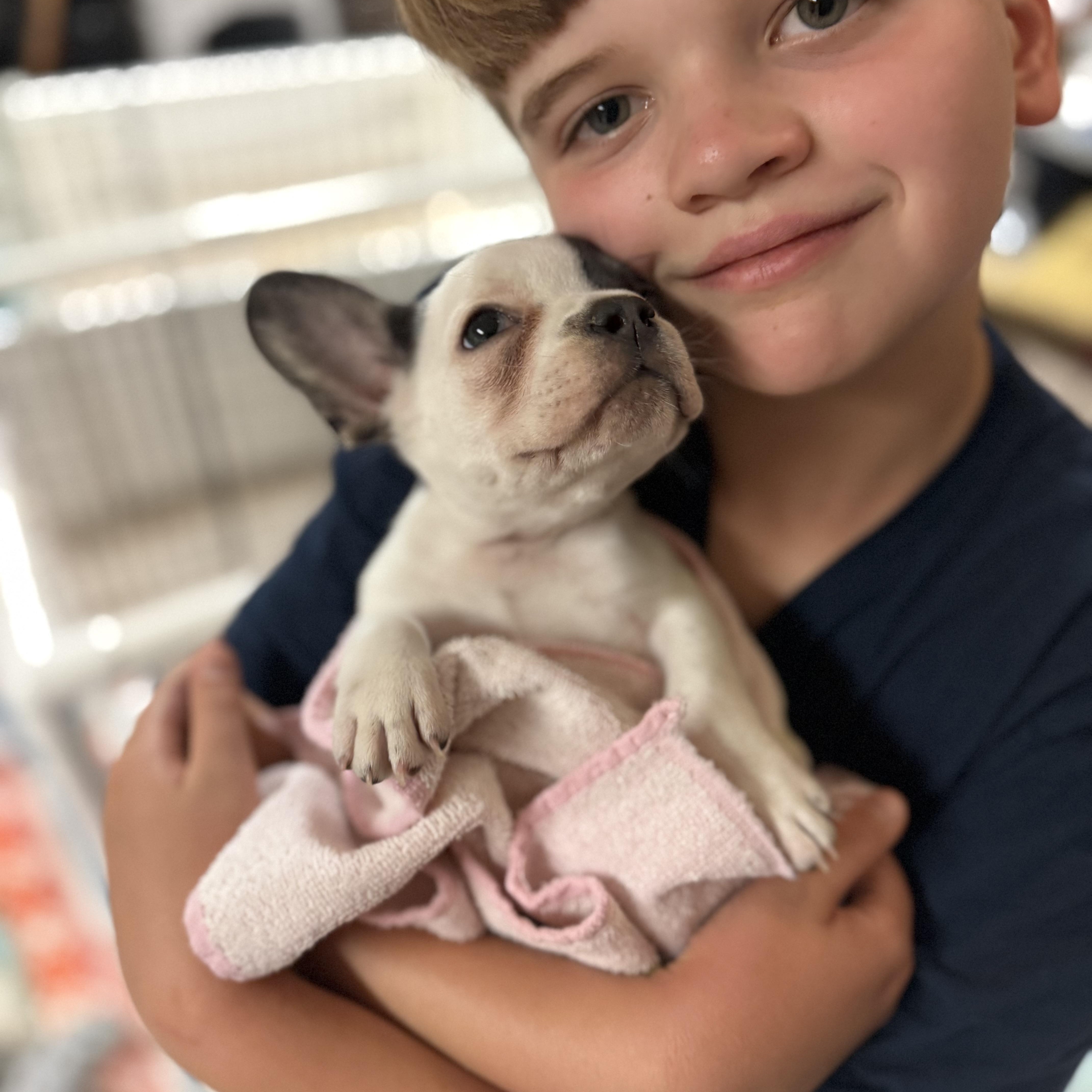 A baby small-sized female White / Cream French Bulldog dog named Oatie for adoption in Austin, TX