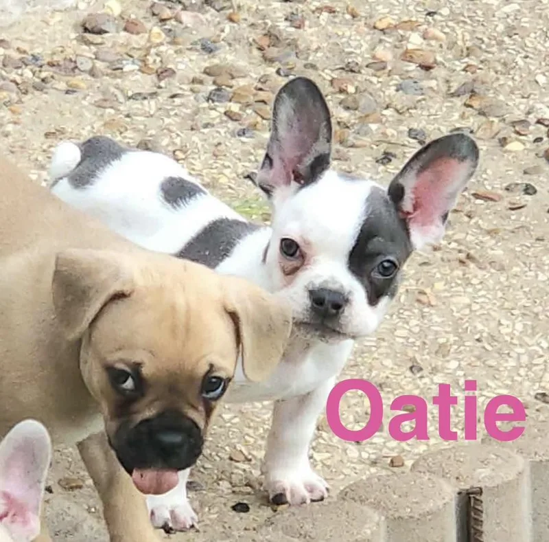 Oatie thumbnail 3