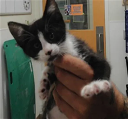 A baby small-sized male Domestic Short Hair cat named Tuxedo Tom for adoption in Albuquerque, NM