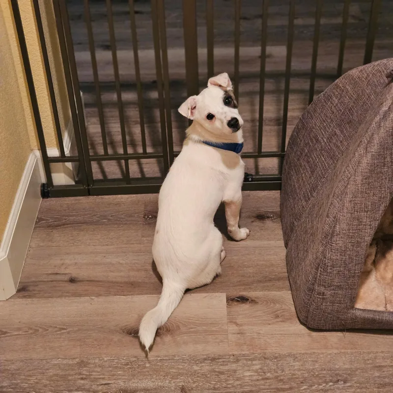 A baby small-sized male White / Cream Jack Russell Terrier dog named Sprout for adoption in Lafayette, CA