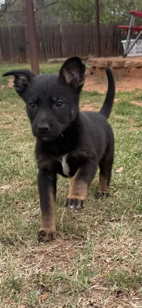 A young medium-sized female Tricolor (Brown, Black, & White) German Shepherd Dog dog named Maven for adoption in Wichita Falls, TX