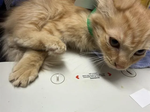 A baby medium-sized male Domestic Medium Hair cat named Ruffles for adoption in Camarillo, CA