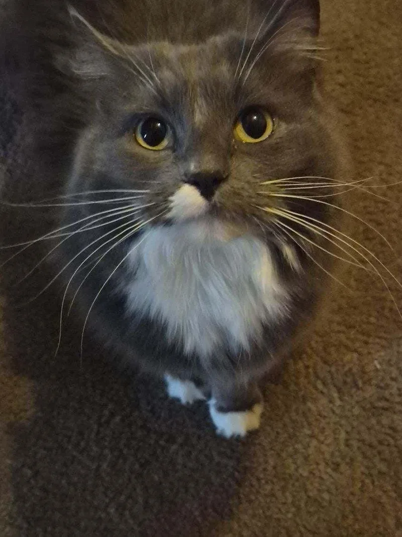An adult large-sized female Gray & White Domestic Medium Hair cat named Stormy for adoption in River Falls, WI