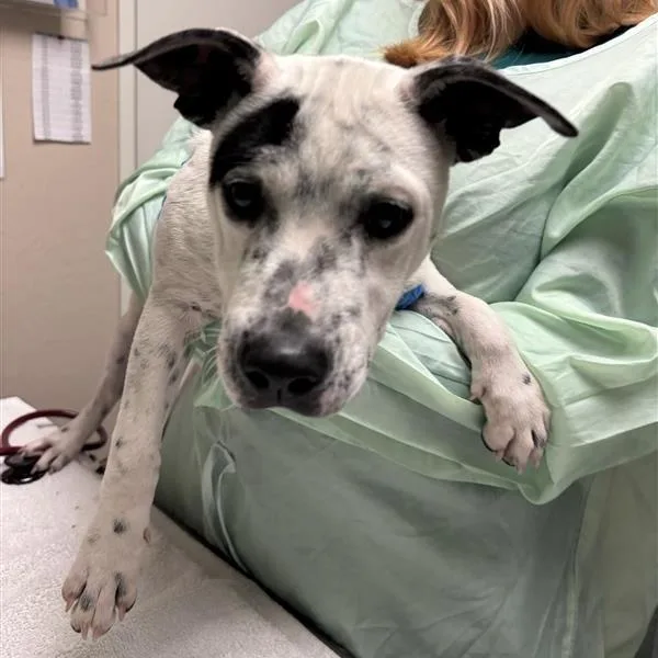 A baby medium-sized female Australian Cattle Dog / Blue Heeler dog named Elsa for adoption in Tempe, AZ
