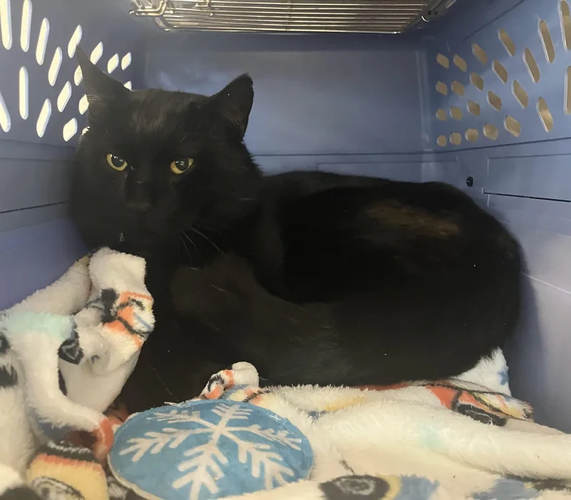 Chauncey thumbnail 2