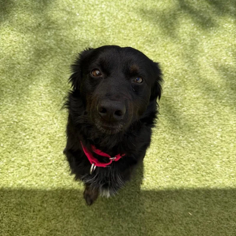 An adult medium-sized male Black Border Collie dog named Bear for adoption in Titusville, FL
