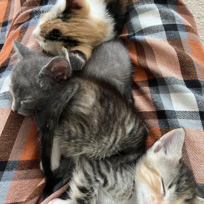 A baby small-sized female Gray / Blue / Silver Domestic Short Hair cat named Zen Donut for adoption in Austin, TX