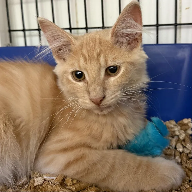 A baby medium-sized male Domestic Short Hair cat named Mr. Meowgi for adoption in Ewing, NJ