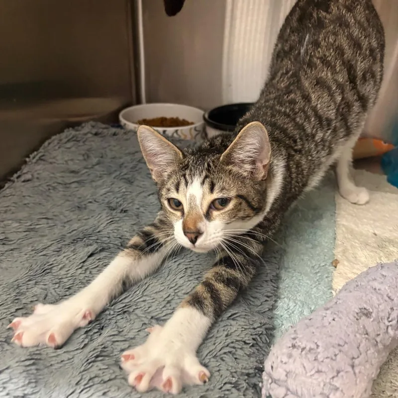 A baby small-sized female Brown / Chocolate Domestic Short Hair cat named Ramen for adoption in Fort Lauderdale, FL