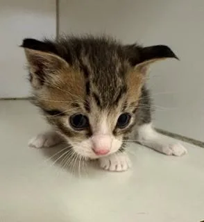 A baby medium-sized male Tabby (Buff / Tan / Fawn) Domestic Short Hair cat named Scrabble for adoption in Mason City, IA