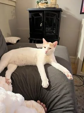 An adult medium-sized male Orange & White Domestic Short Hair cat named Xander for adoption in San Francisco, CA