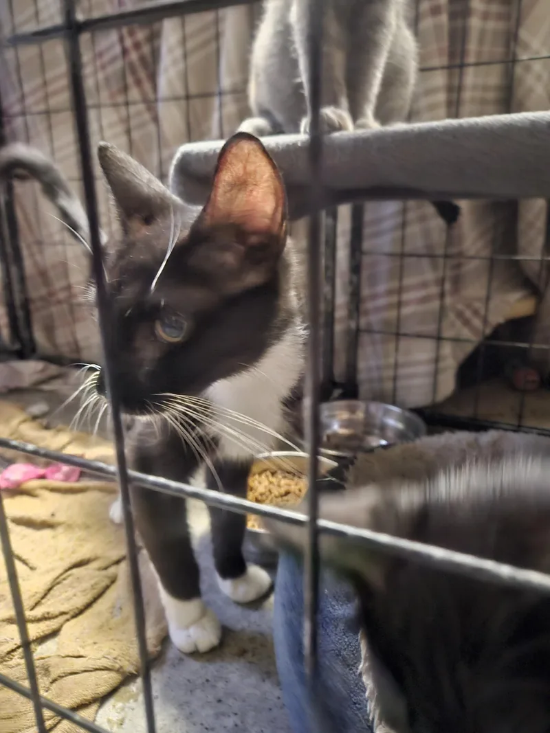 An adult small-sized female Domestic Short Hair cat named Natasha Gentle & for adoption in Quentin, PA