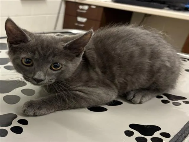 A baby small-sized male Domestic Short Hair cat named Tijuana for adoption in Derwood, MD