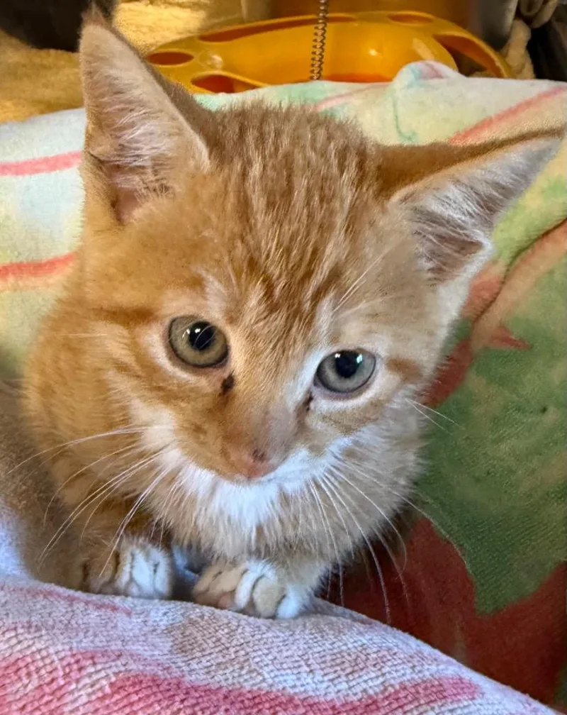 A baby small-sized male Domestic Short Hair cat named LOC Rio for adoption in Greencastle, IN