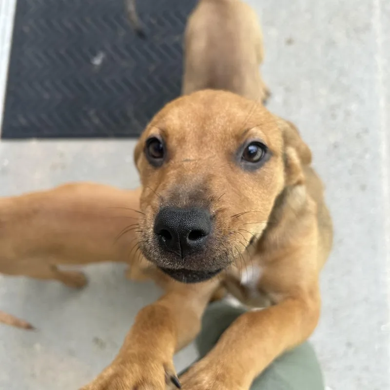 A baby small-sized female Red / Chestnut / Orange Mixed Breed dog named South for adoption in Bedford, NH