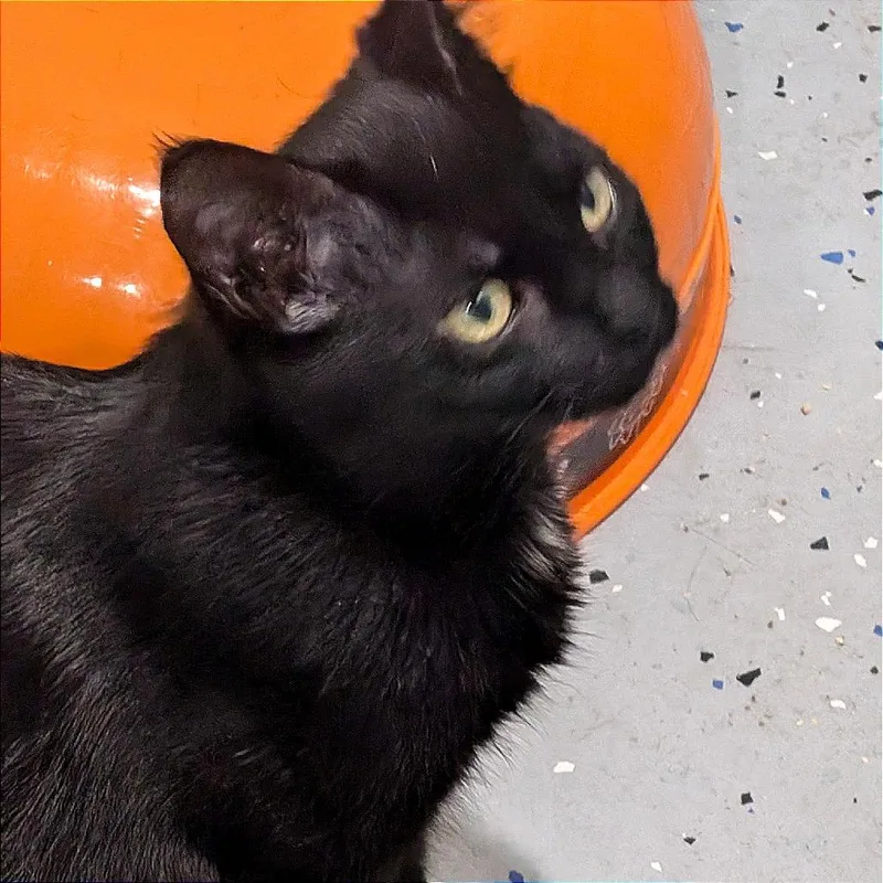 A baby small-sized female Black Domestic Short Hair cat named Clover for adoption in Wichita, KS