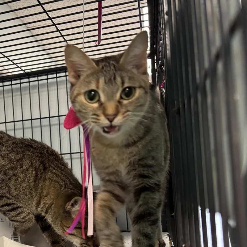 An adult medium-sized female Domestic Short Hair cat named Athena for adoption in Davenport, IA