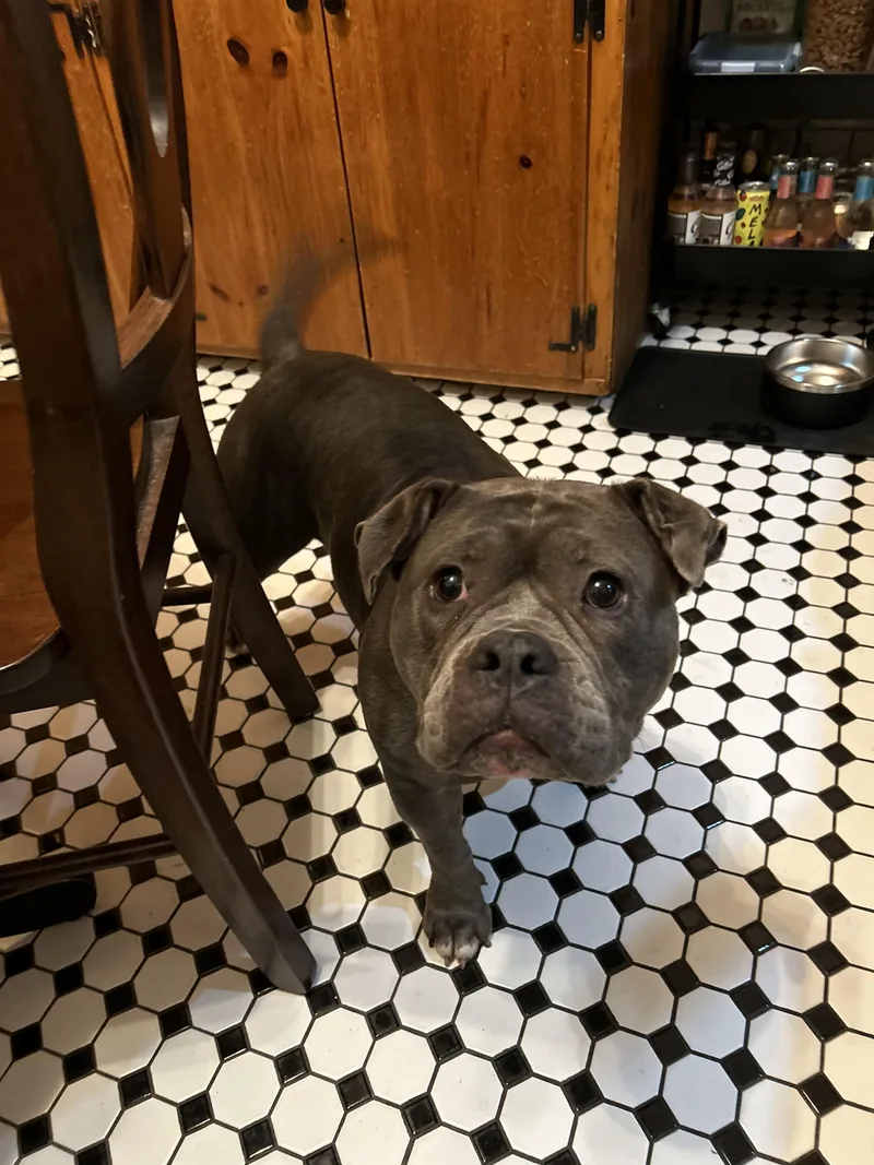 A young medium-sized female American Bully dog named Izzy for adoption in Poughkeepsie, NY