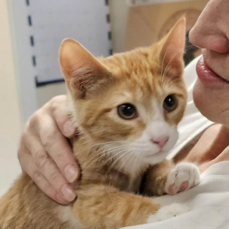 A baby medium-sized male Tabby cat named Willie for adoption in Burlington, WA