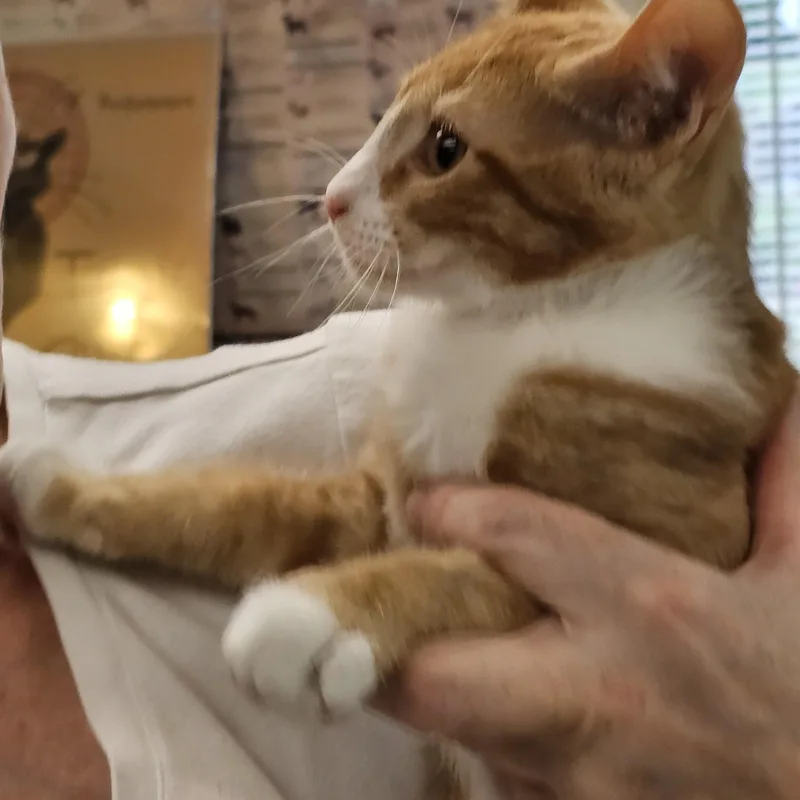 Willie thumbnail 5