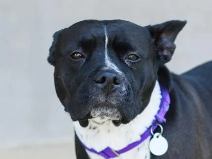 An adult medium-sized female Mixed Breed dog named Abigail for adoption in Longmont, CO