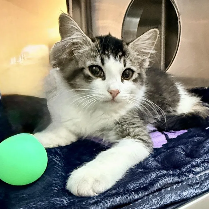 A baby small-sized female Gray / Blue / Silver Domestic Medium Hair cat named Marla for adoption in Palm Springs, CA