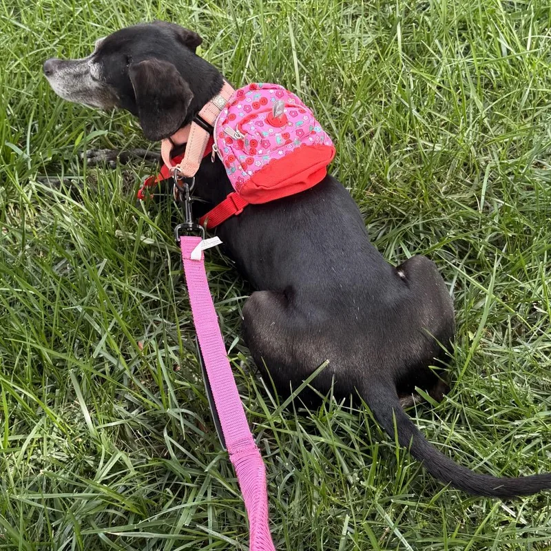A senior medium-sized female Black Mixed Breed dog named Harriet for adoption in Fredericksburg, VA