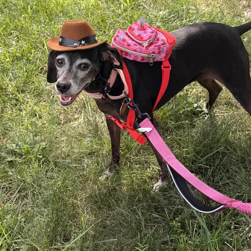 Harriet thumbnail 6