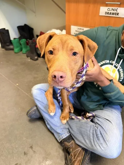 A young medium-sized male Terrier dog named Rory for adoption in Santa Cruz, CA