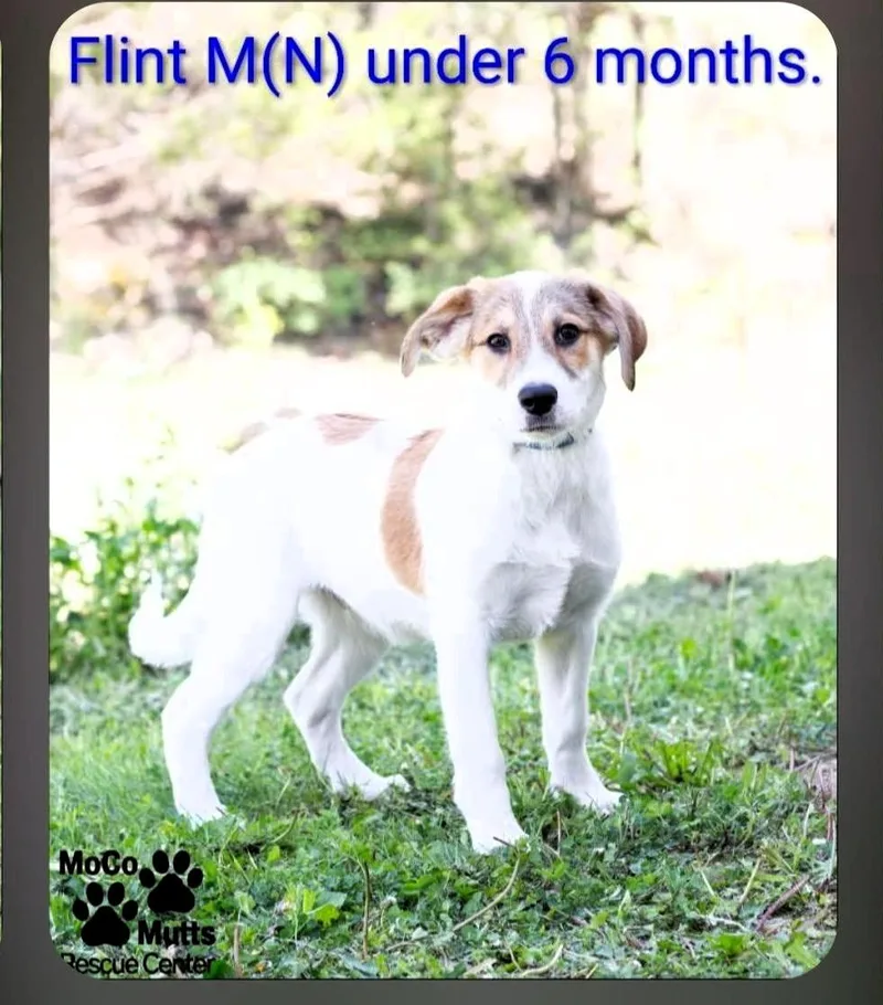 A baby medium-sized male White / Cream Mixed Breed dog named Flint for adoption in Chardon, OH