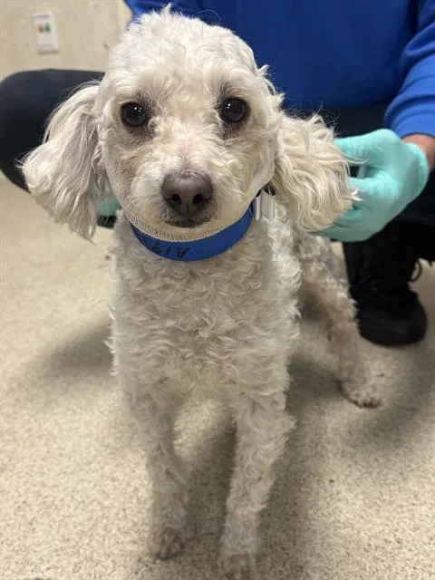 An adult small-sized male Poodle dog named Balloon for adoption in Riverside, CA