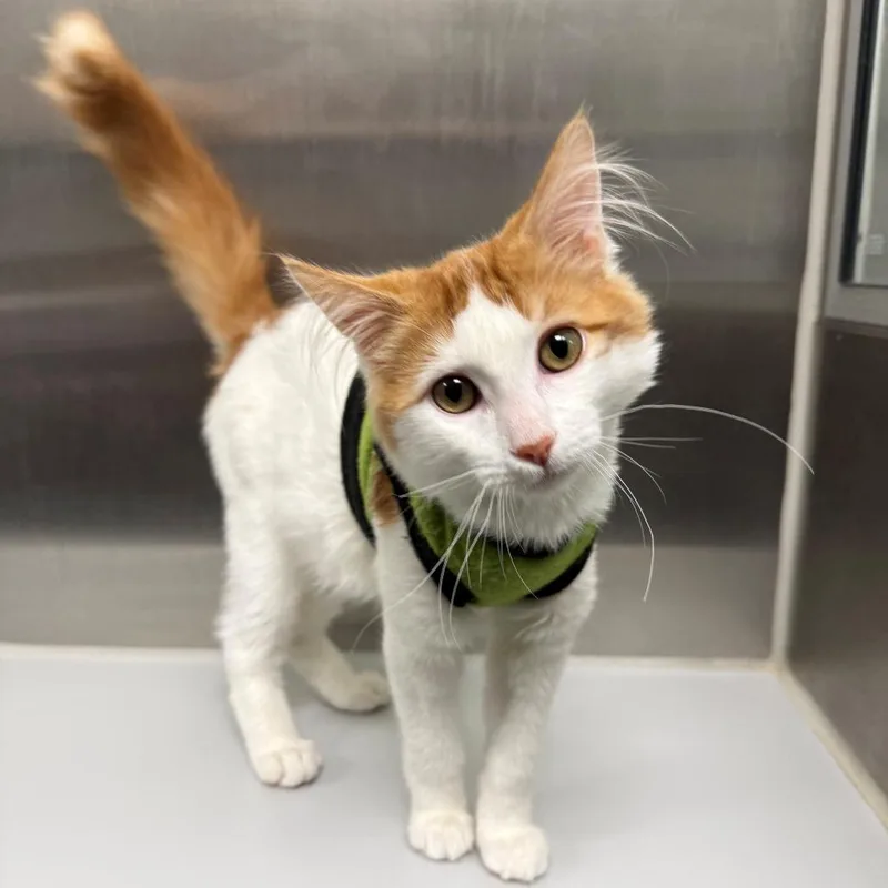 A baby medium-sized male White Domestic Medium Hair cat named Barry for adoption in Hawthorne, CA