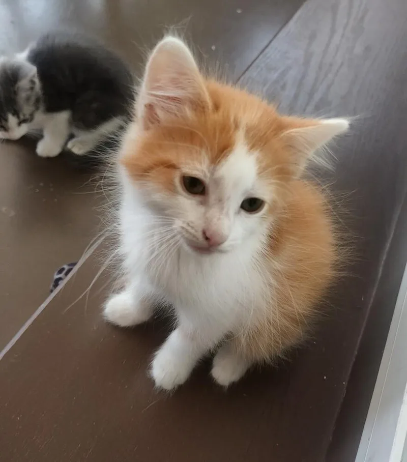 A baby small-sized male Orange & White Domestic Medium Hair cat named Versace for adoption in Mooresville, NC