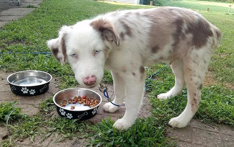 Gerault Puppy