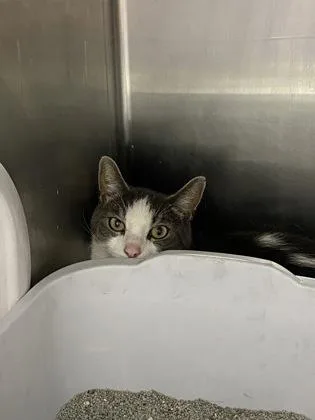 An adult small-sized male Domestic Short Hair cat named Reno for adoption in Daytona Beach, FL