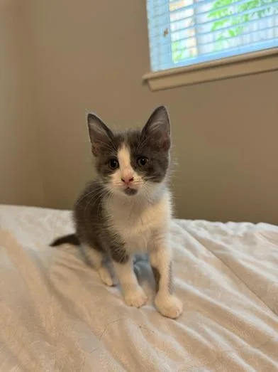 A baby medium-sized female Gray & White Domestic Short Hair cat named Moro for adoption in Liverpool, TX