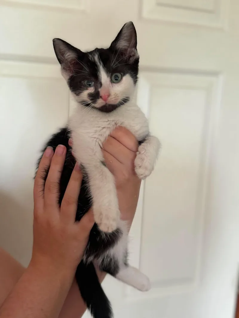 A baby small-sized male Domestic Short Hair cat named Cowy for adoption in Clymer, PA