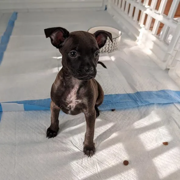 A young medium-sized female Black Chihuahua dog named Ally for adoption in South Elgin, IL