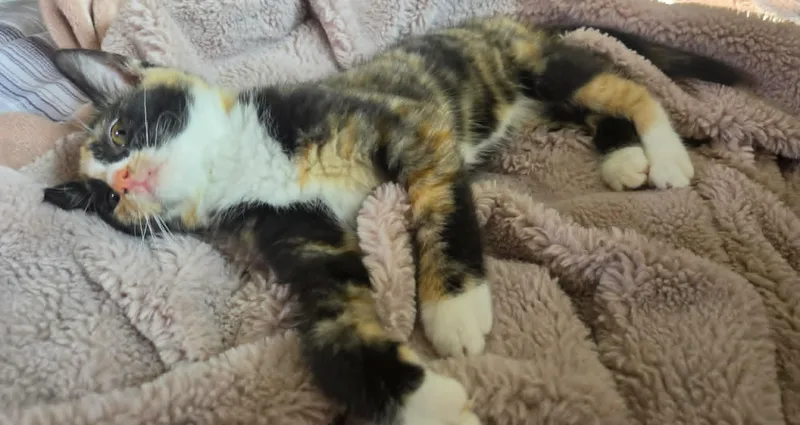 A baby small-sized female Calico cat named Stormy for adoption in Greensburg, PA