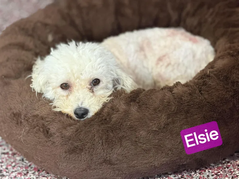 Elsie