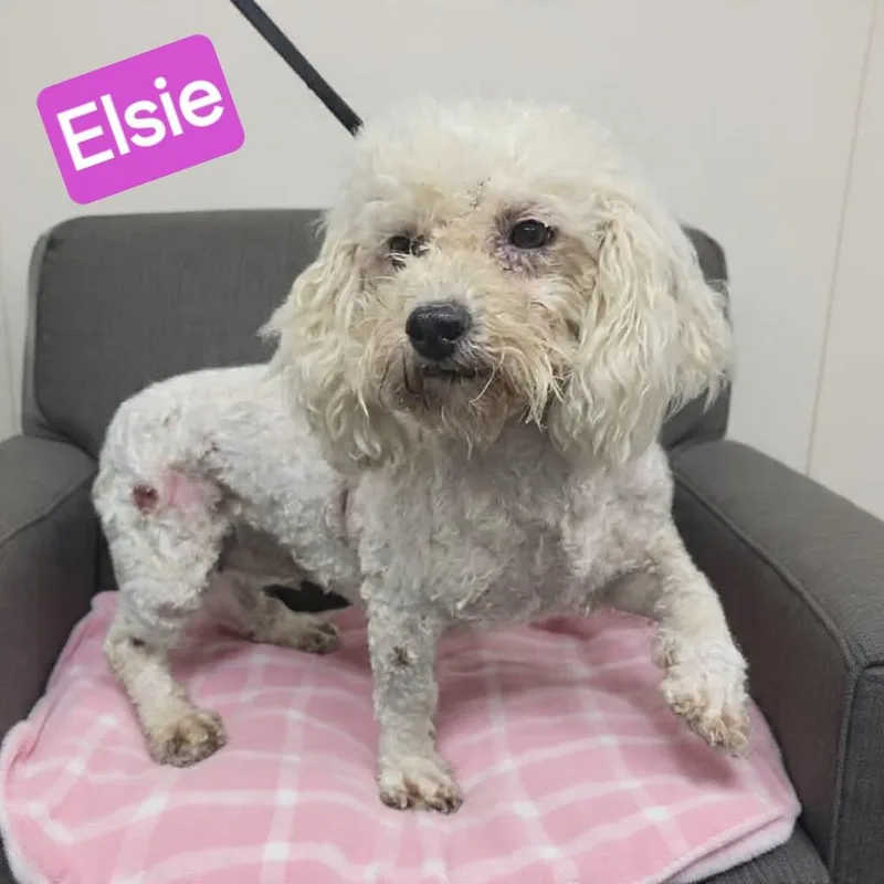 Elsie thumbnail 2