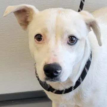 A young large-sized female White / Cream Mixed Breed dog named Wanda for adoption in Las Cruces, NM