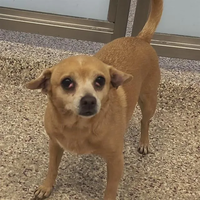 An adult small-sized female Chihuahua dog named Califlor for adoption in Tucson, AZ