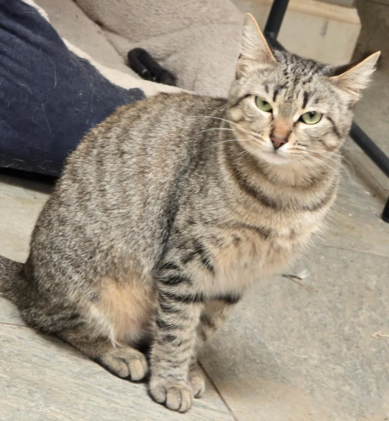 An adult medium-sized female Tabby cat named Lily for adoption in Palo Alto, CA