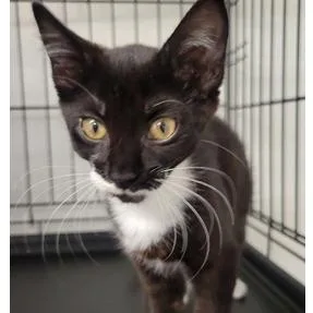 A baby small-sized male Black Domestic Short Hair cat named Tony for adoption in New York, NY