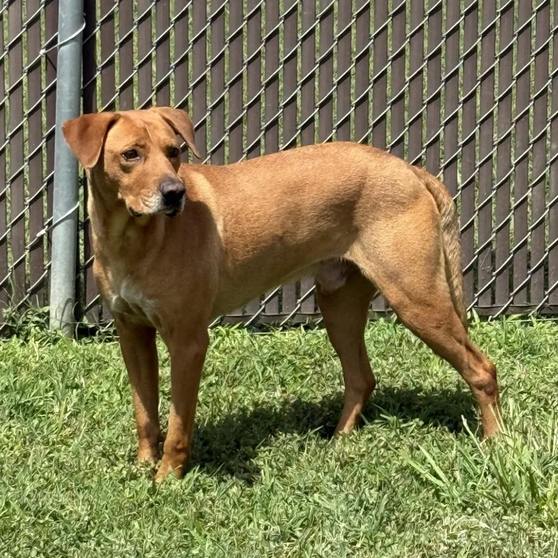 An adult medium-sized male Mixed Breed dog named Rascal for adoption in Brenham, TX
