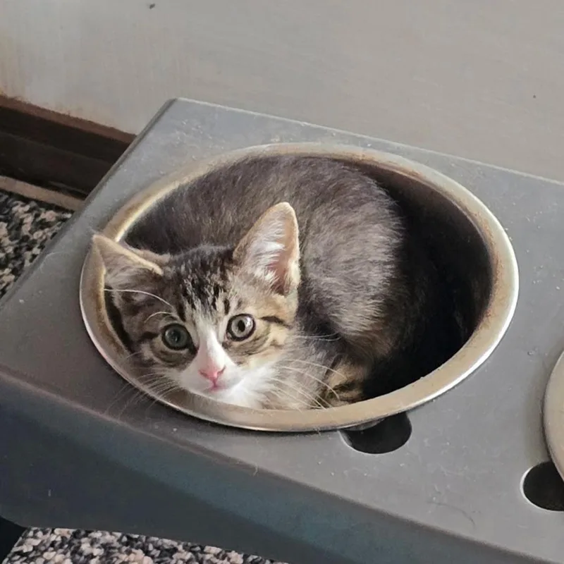 A baby small-sized female Brown / Chocolate Domestic Medium Hair cat named Eva for adoption in Duncan, OK