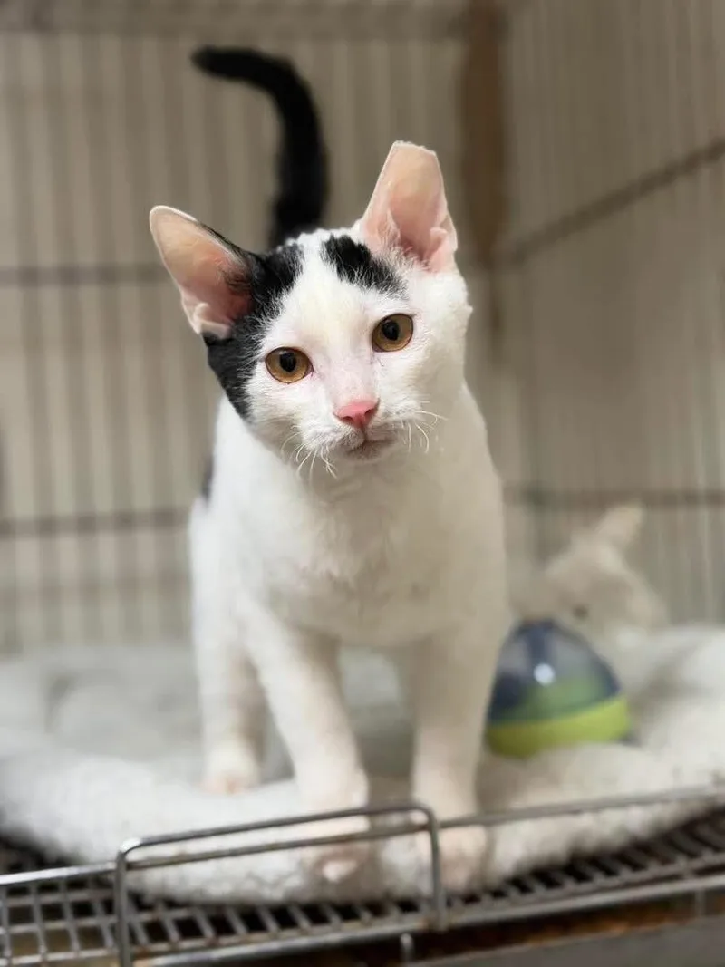 A baby medium-sized female Devon Rex cat named Mochi for adoption in Lutz, FL