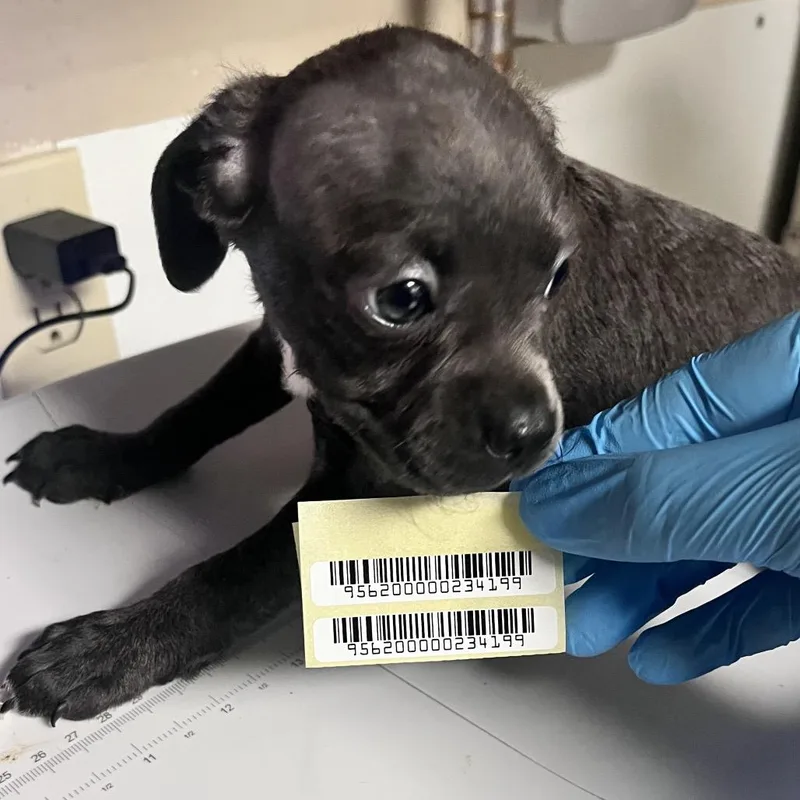 A baby small-sized female Gray / Blue / Silver Mixed Breed dog named Mantis for adoption in Charleston, WV