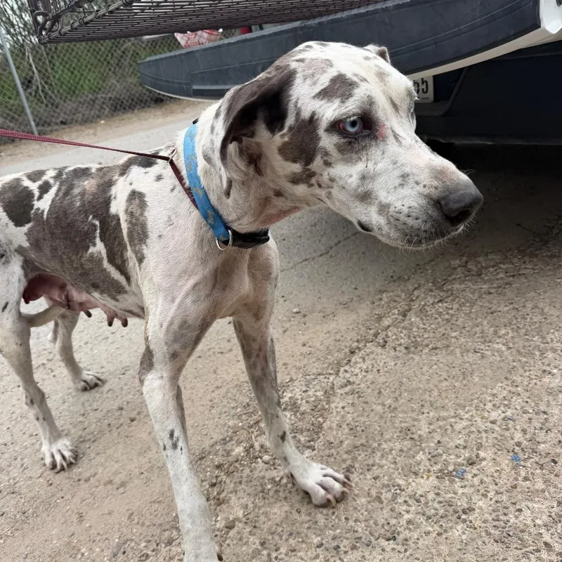An adult large-sized female Great Dane dog named Gretchen for adoption in Edinburg, TX